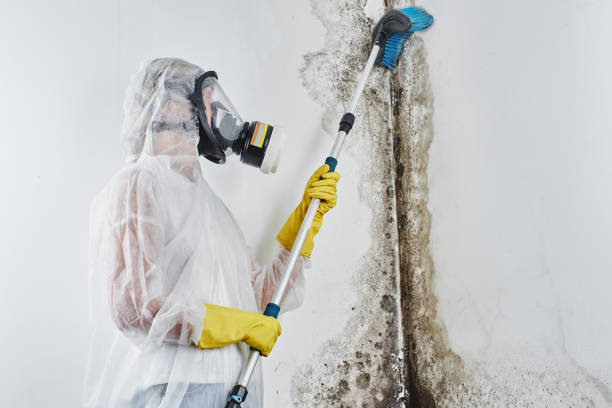 Best Residential Mold Remediation in Mont Clare, PA